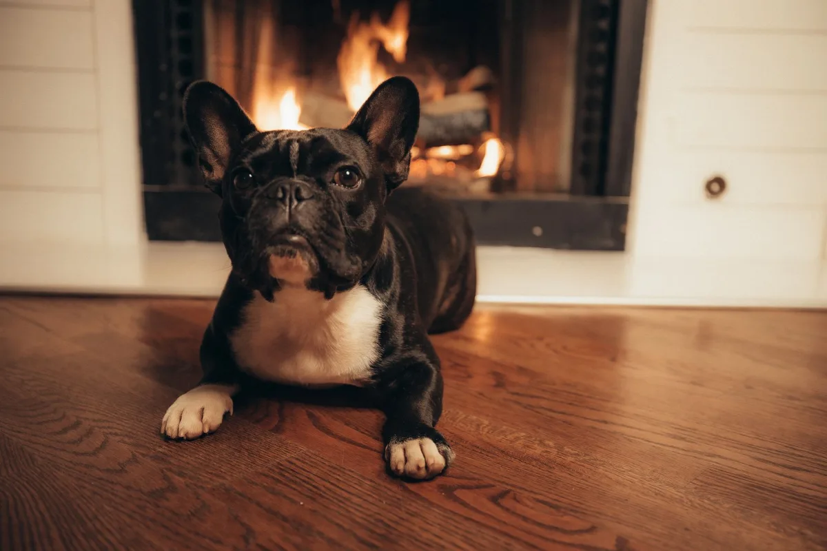 Bulldog Pháp nằm trên sàn gỗ trước lò sưởi ấm áp