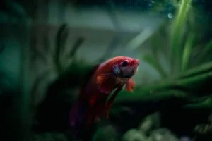 Cá betta nhiều màu bơi trong bể thủy sinh