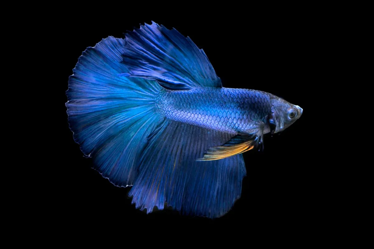Cá betta màu xanh dương với bộ vây dài thướt tha