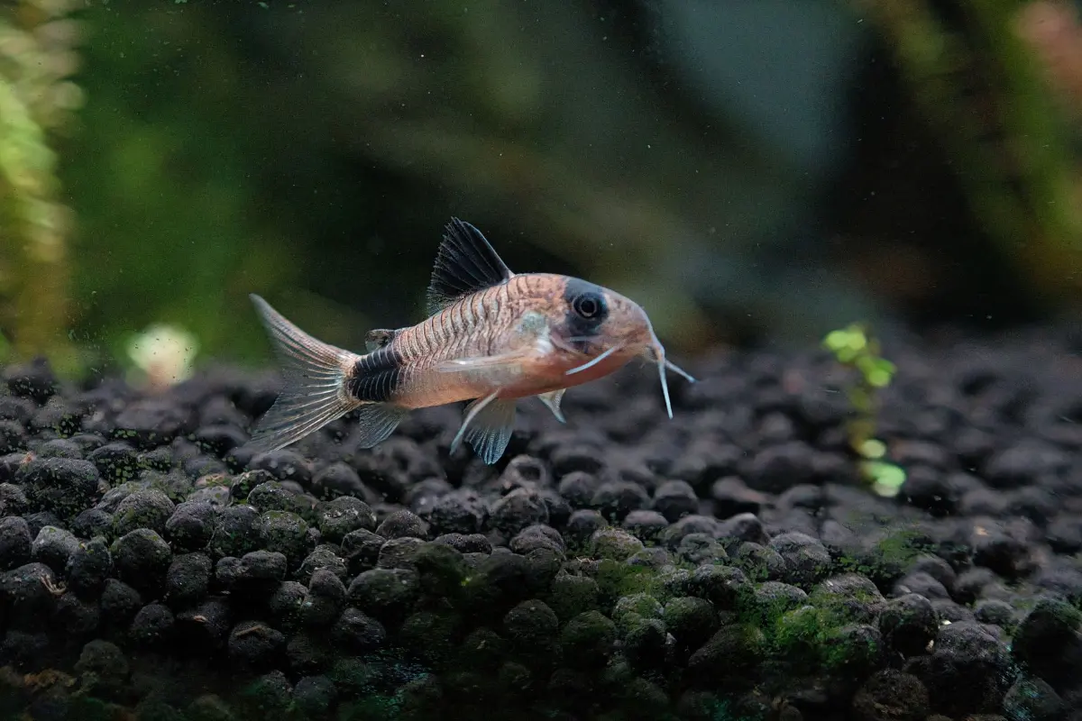 Cá chuột corydoras bơi ở đáy bể, loài hiền hợp cho cá betta nuôi chung
