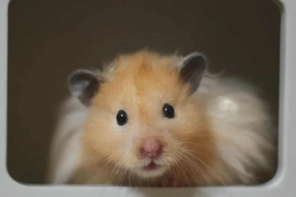 Hamster Syrian lông vàng nhìn thẳng vào ống kính