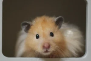 Hamster Syrian lông vàng nhìn thẳng vào ống kính