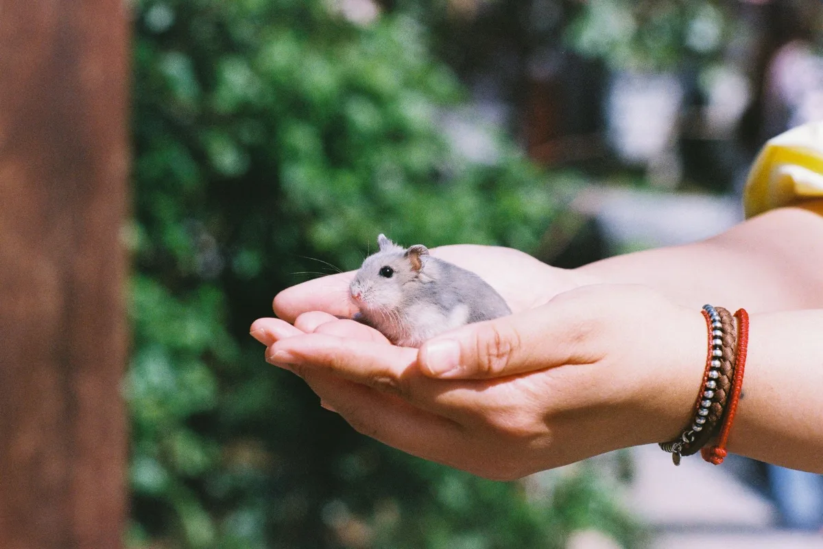 Người cầm nhẹ nhàng một bé hamster lùn trong lòng bàn tay