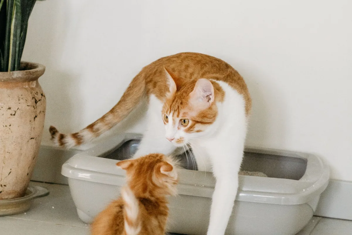 Mèo mẹ và mèo con đứng cạnh khay cát vệ sinh cho mèo trong nhà