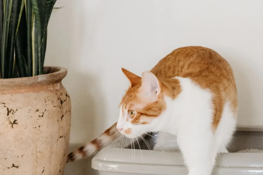 Mèo bước ra khỏi khay cát vệ sinh đặt cạnh chậu cây trong nhà