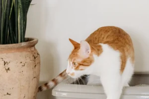 Mèo bước ra khỏi khay cát vệ sinh đặt cạnh chậu cây trong nhà