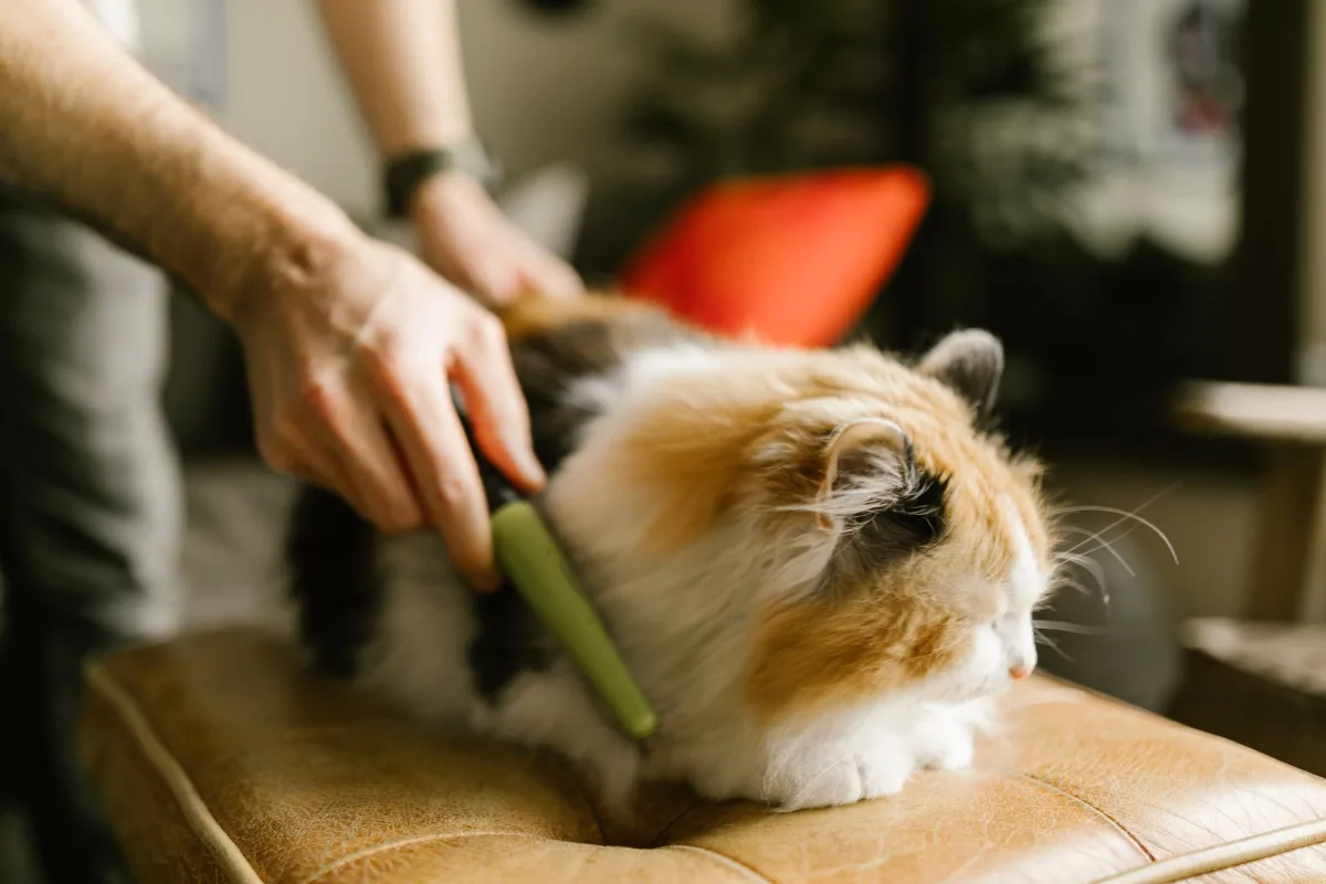 Người chải lông cho bé mèo tam thể lông xù trong nhà