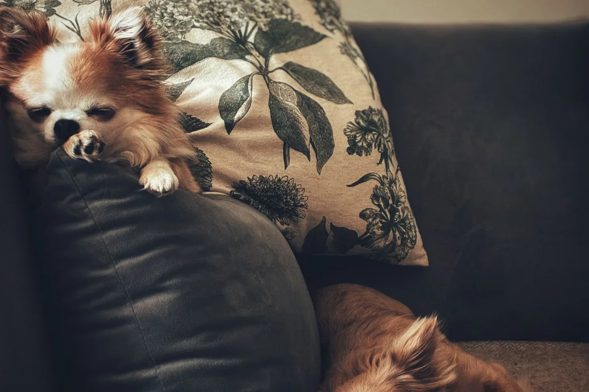 Hai bé Chihuahua nằm thư giãn trên sofa có gối hoa văn
