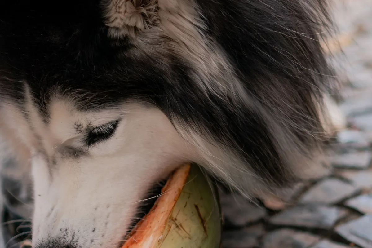 Chó Husky gặm miếng dừa ngoài trời