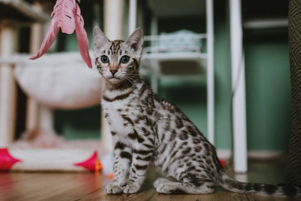 Mèo con Bengal vồ đồ chơi lông vũ màu hồng trong nhà