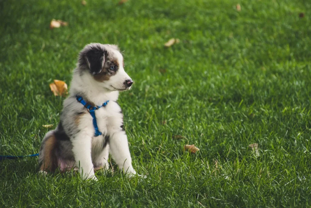 Chó con Australian Shepherd đeo dây dắt ngồi trên bãi cỏ, dạy chó đi vệ sinh đúng chỗ