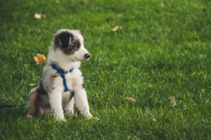Chó con Australian Shepherd đeo dây dắt ngồi trên bãi cỏ, dạy chó đi vệ sinh đúng chỗ
