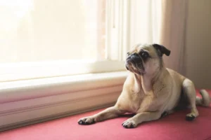 Chó Pug nằm thư giãn bên cửa sổ nhiều nắng trong căn hộ