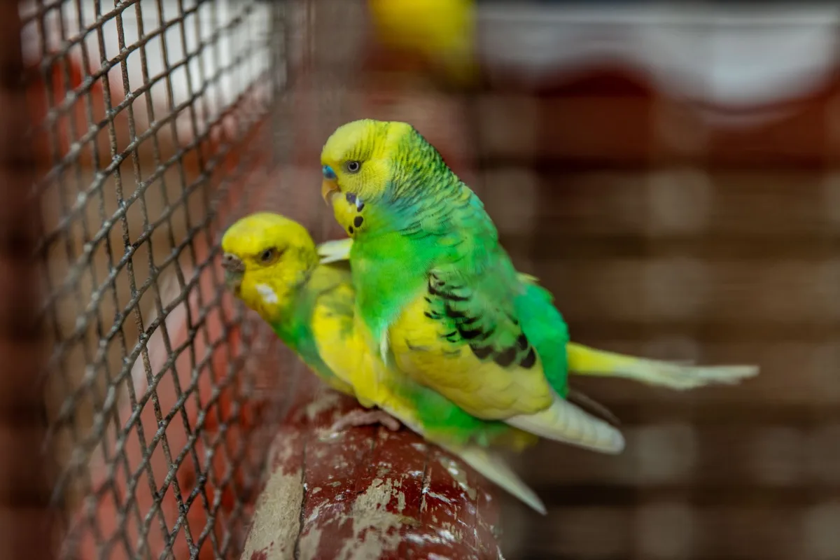 Hai chú yến phụng nhiều màu đậu trong lồng