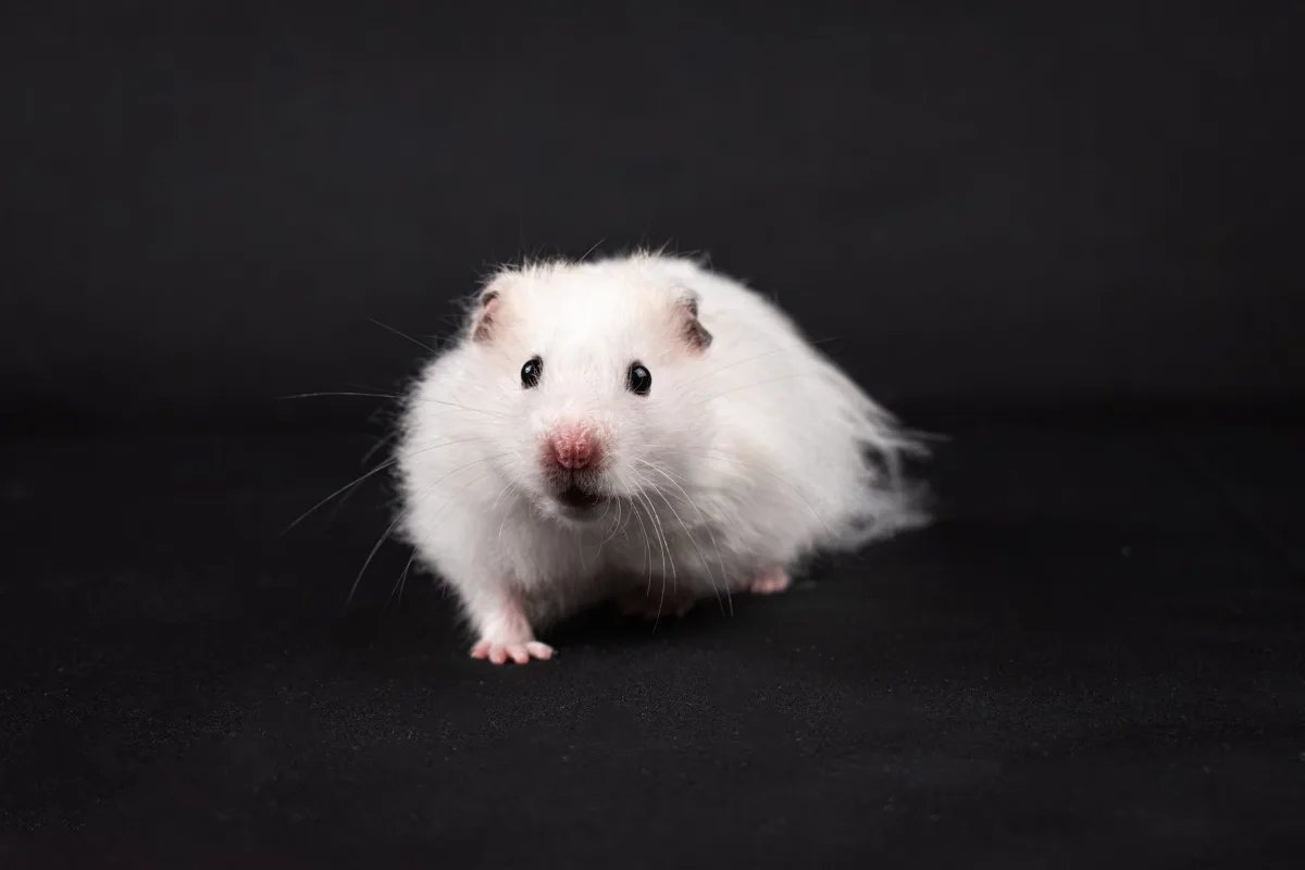 Hamster Bear (Syrian) lông trắng ngồi trong studio