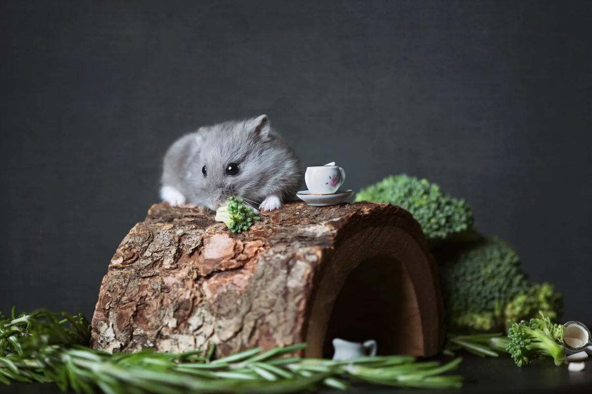 Hamster Campbell gặm bông cải xanh trên nhà gỗ