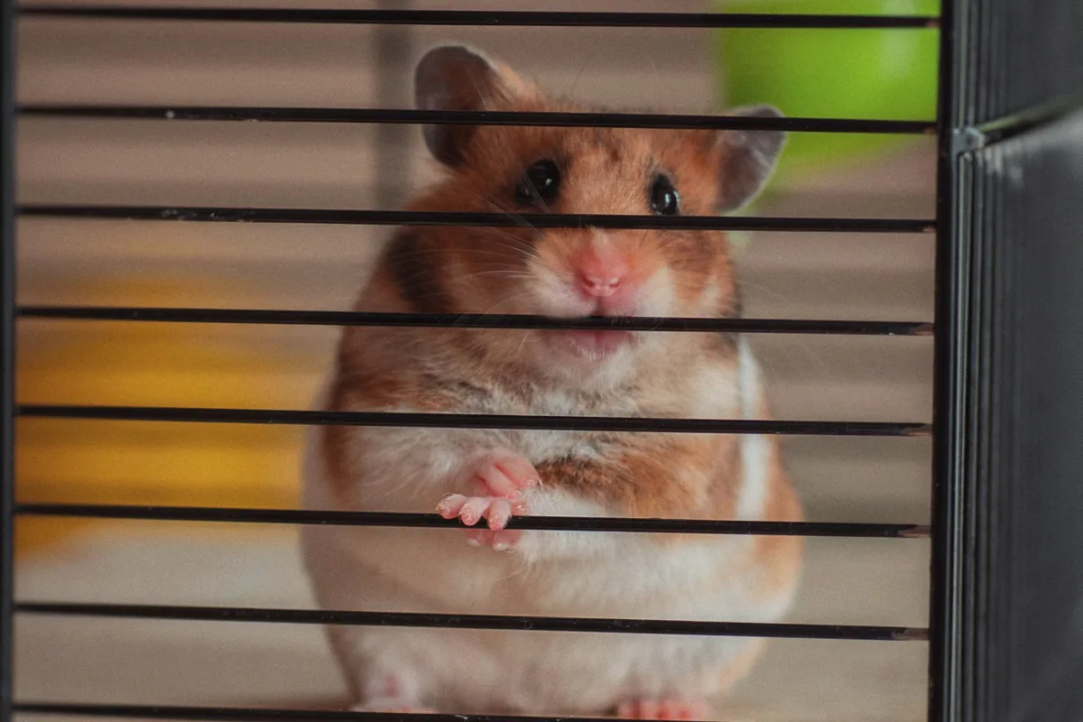 Hamster nhìn ra ngoài qua nan lồng