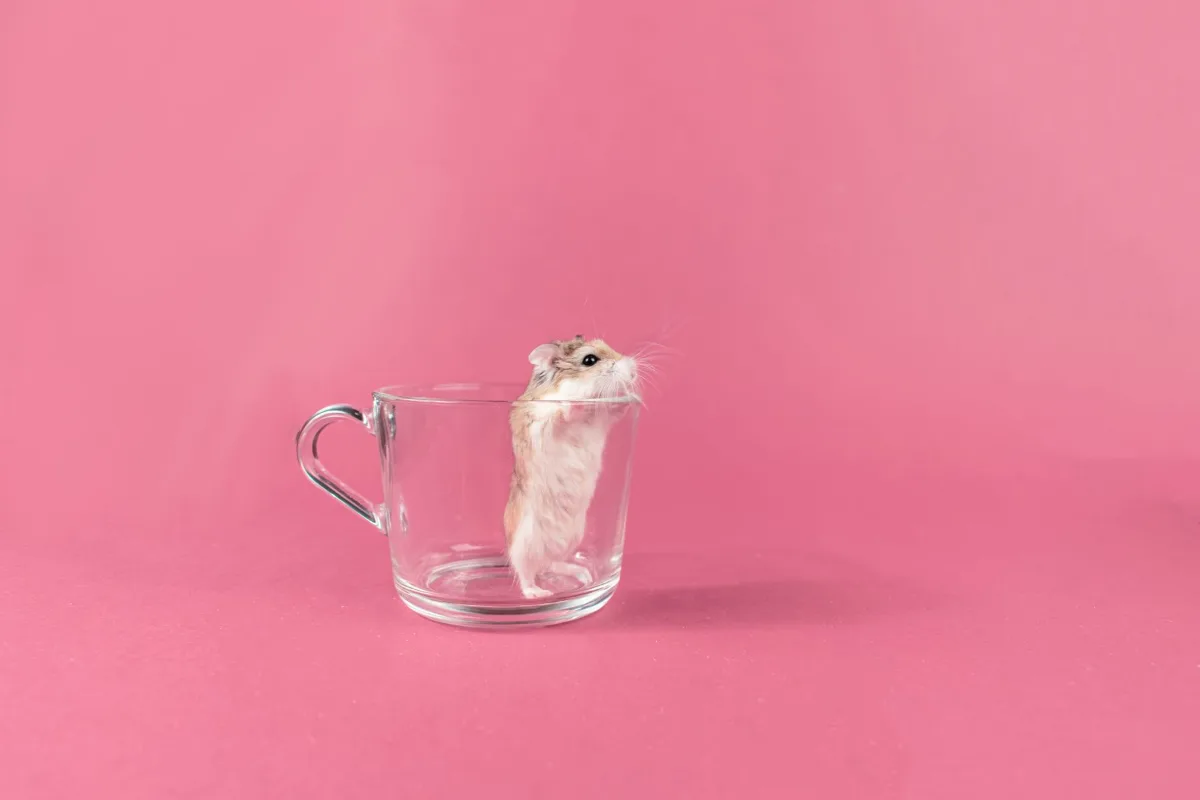 Hamster Robo đứng trong cốc thủy tinh trên nền hồng