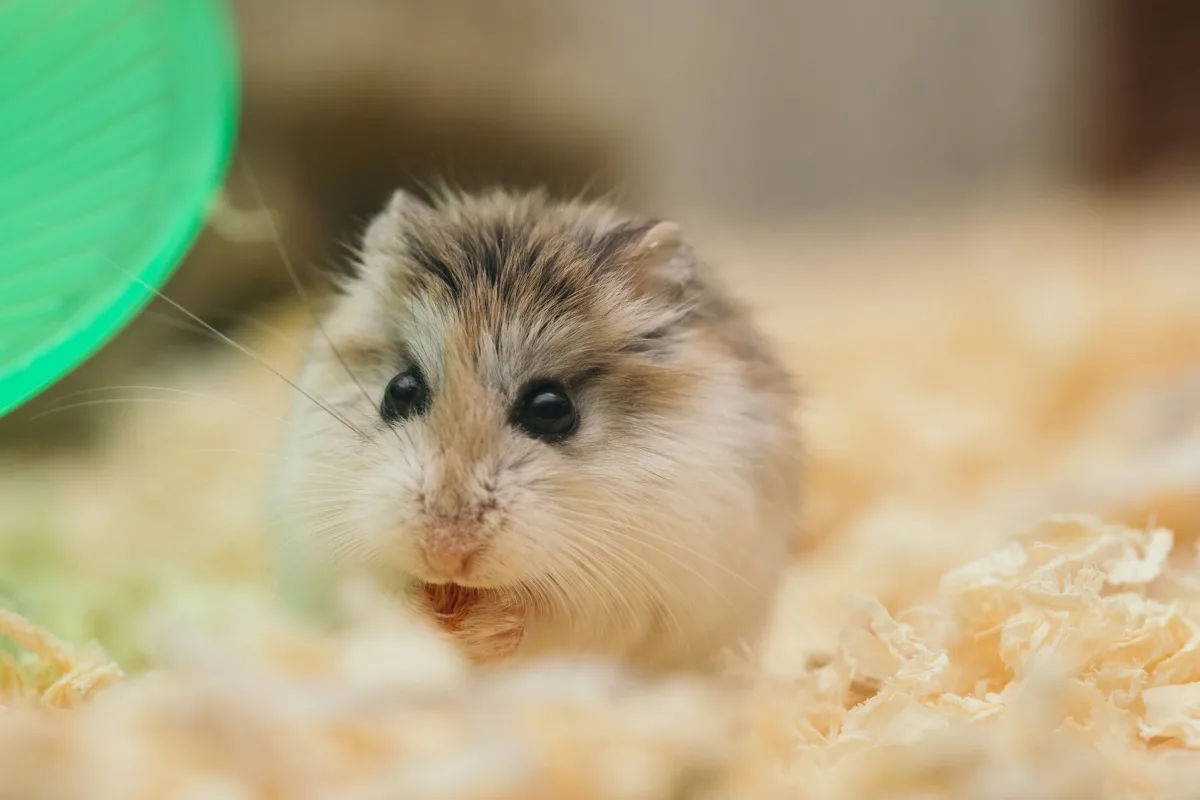 Hamster nhỏ lông xù ngồi gặm thức ăn trên lớp lót trong lồng