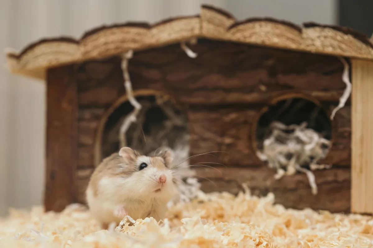 Hamster ló đầu ra từ ngôi nhà gỗ nhỏ giữa lớp lót mềm