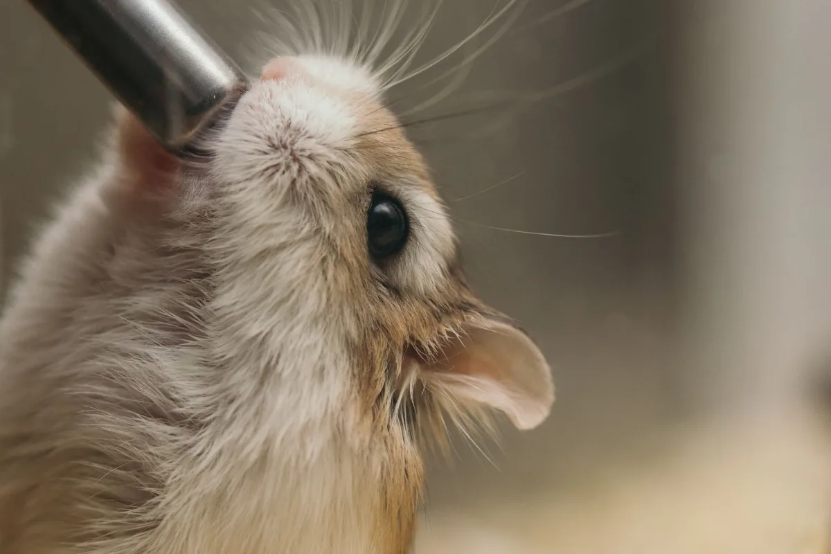 Hamster đang uống nước từ bình nước gắn trong lồng