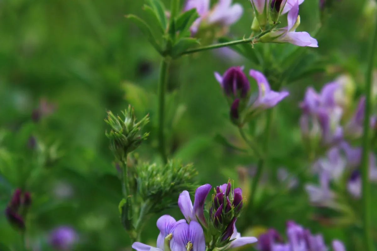 Hoa cỏ alfalfa (cỏ linh lăng) màu tím trên cánh đồng xanh