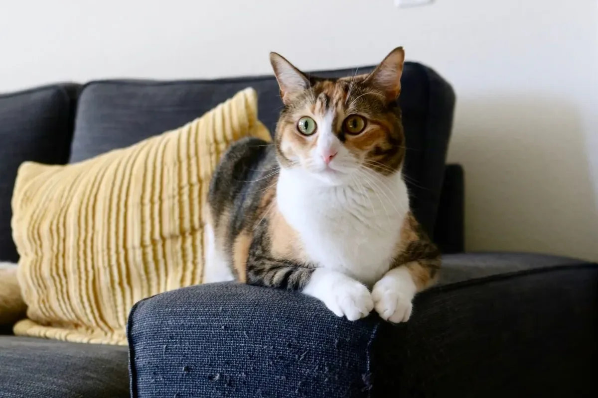 Mèo tam thể nằm thư giãn trên ghế sofa, hình ảnh giới thiệu Kumi Pets
