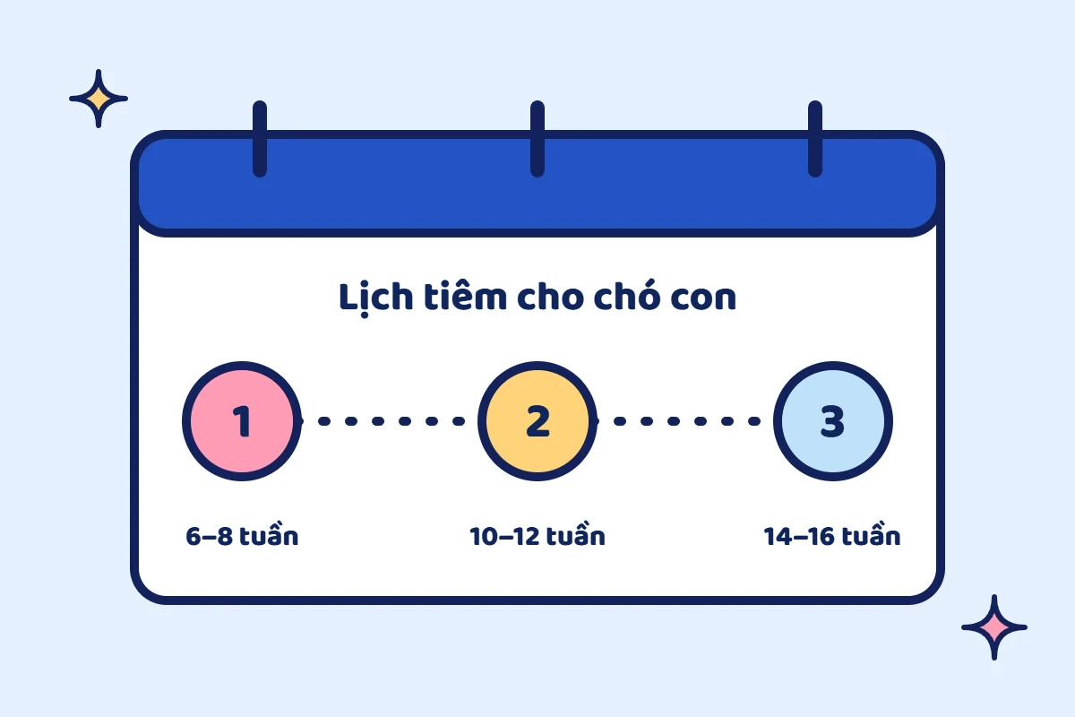 Minh họa lịch tiêm phòng cho chó con 3 mũi lúc 6–8 tuần, 10–12 tuần và 14–16 tuần