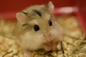 Hamster ngồi trong lồng có lớp lót dày