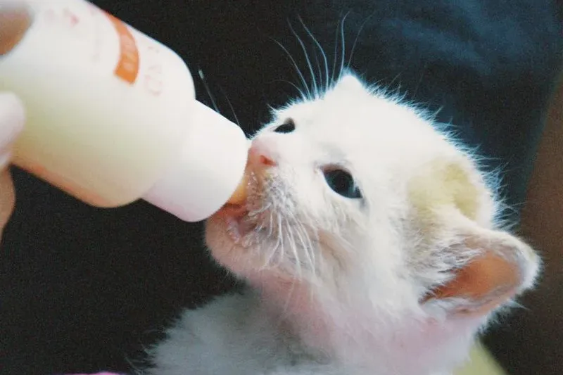 Mèo con trắng ngậm núm bình sữa, được giữ trên khăn mềm màu hồng