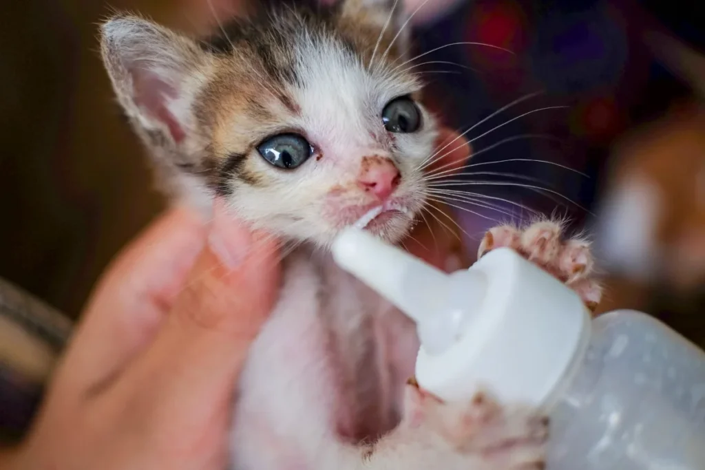 Mèo con đang bú bình sữa trên tay người nuôi, cách xử lý khi mèo con không chịu bú bình