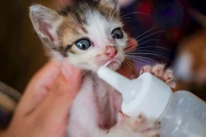 Mèo con đang bú bình sữa trên tay người nuôi, cách xử lý khi mèo con không chịu bú bình