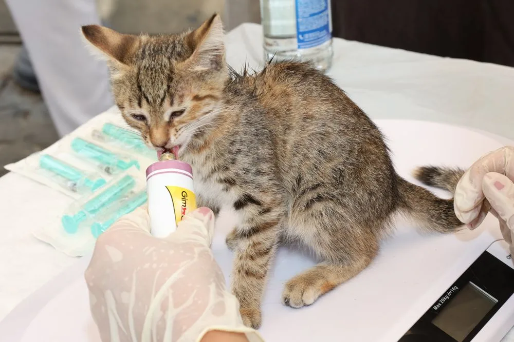 Mèo con vằn xám đang uống sữa từ bình tại phòng khám thú y, bên cạnh có ống tiêm