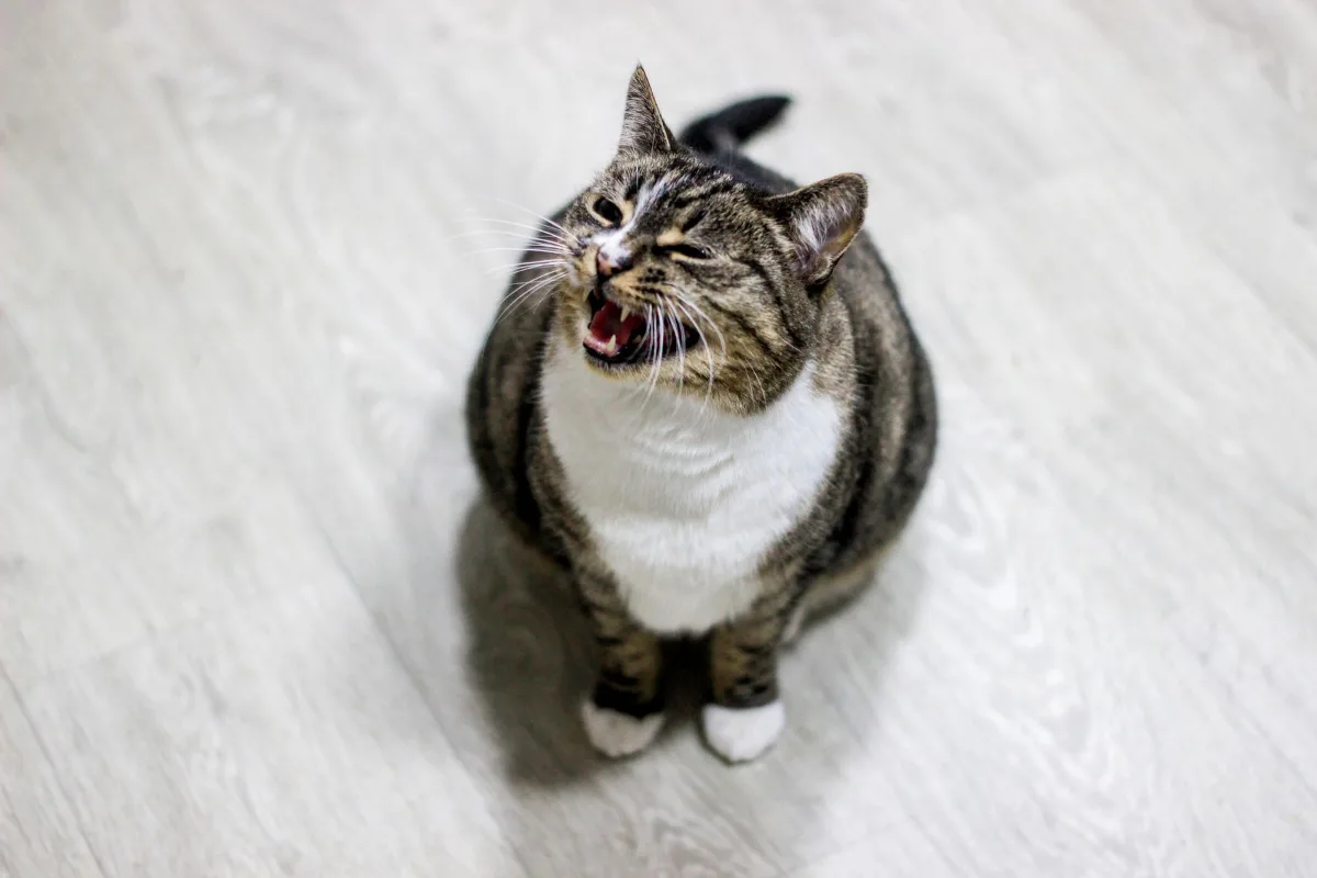 Mèo mướp ngực trắng há miệng kêu trên sàn gỗ trong nhà
