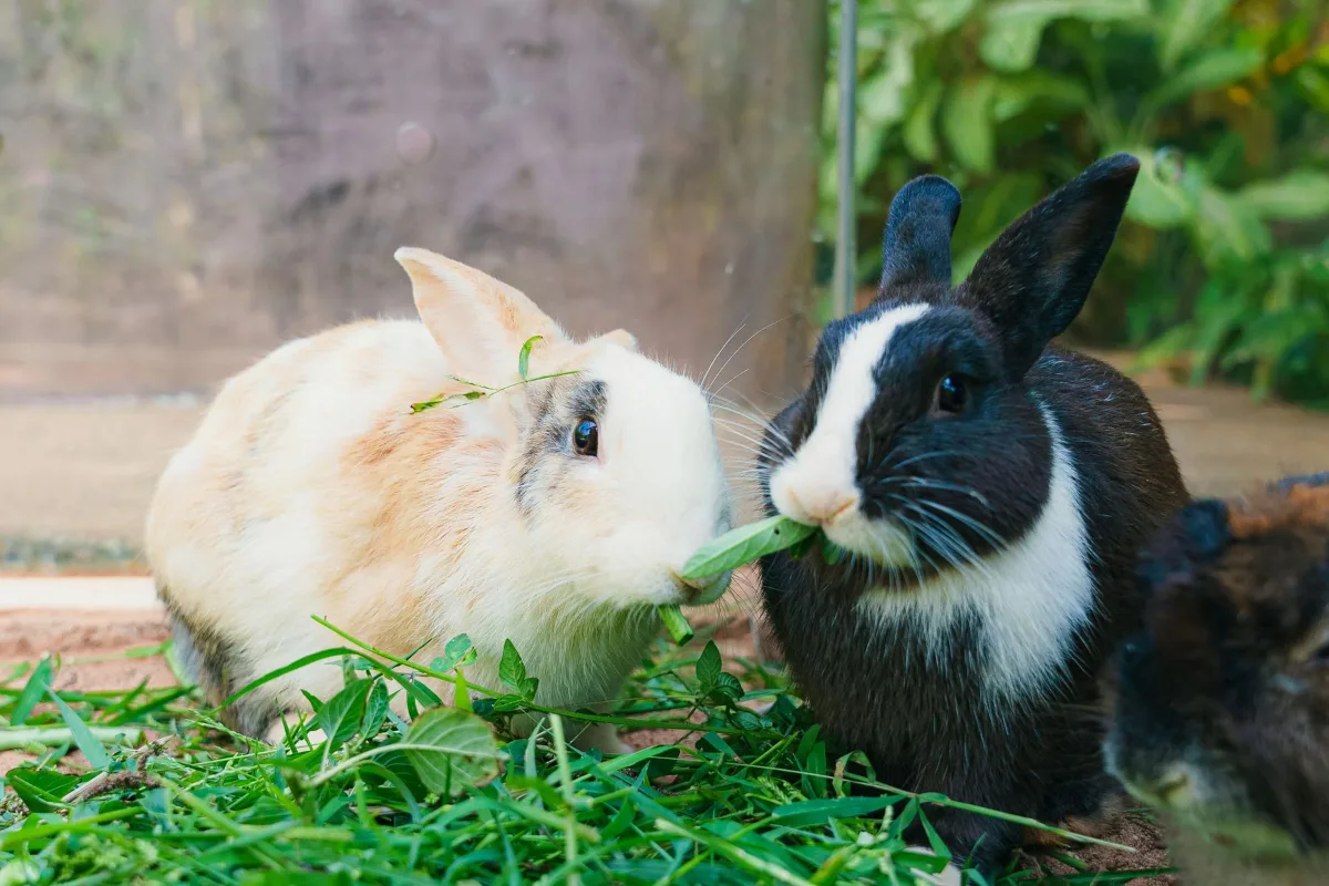 Hai bé thỏ đang gặm lá rau xanh ngoài trời
