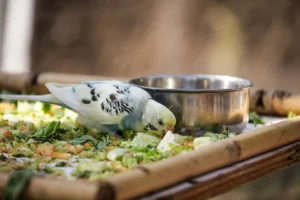Yến phụng ăn rau củ tươi từ khay tre